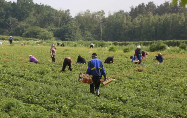 Ile można zarobić na truskawkach w Niemczech? Zaskakujące stawki! Ile można zarobić na truskawkach w Niemczech? Zaskakujące stawki!
